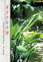 暴雨中的寧靜