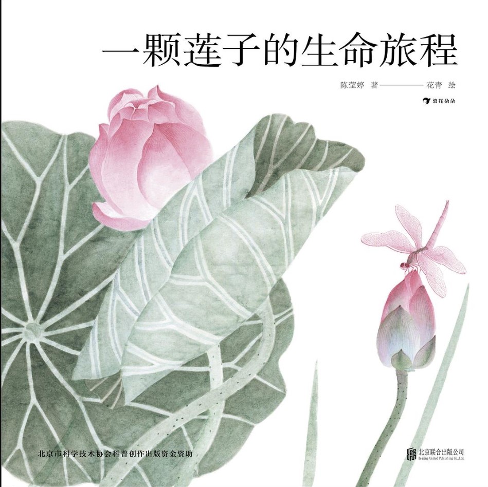 一顆蓮子的生命旅程